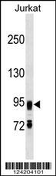 FIG4 Antibody (C-term)