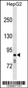 NAALADL1 Antibody (C-term)
