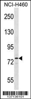 Sik1 Antibody (C-term)