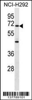 ZNF568 Antibody (Center)