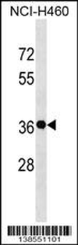 GSX2 Antibody (C-term)