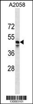 MRGPRF Antibody (C-term)