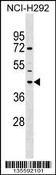 NPBWR1 Antibody (C-term)