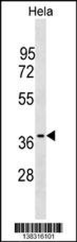 OCIAD1 Antibody (C-term)