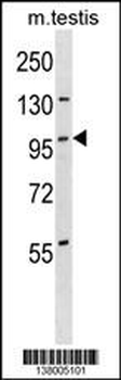 STK11IP Antibody (Center)