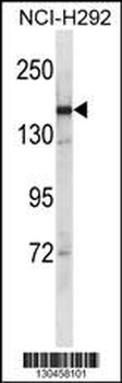 SYCP2 Antibody (C-term)