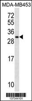 MRPS10 Antibody (Center)