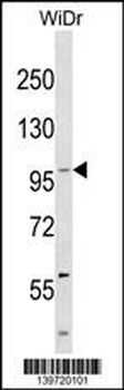 KIT Antibody (Center Y730)