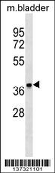 FBXO8 Antibody (Center)