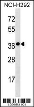 SYNPR Antibody (C-term)