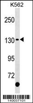 KIT Antibody (C-term Y900)