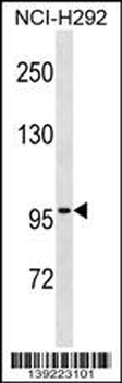 ZNF229 Antibody (N-term)