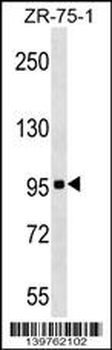 KIT Antibody (Center S713)