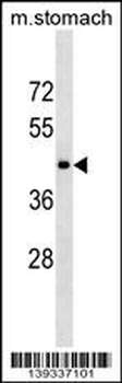 HTR1D Antibody (C-term)
