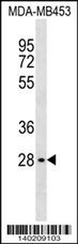 GBL Antibody (C-term)