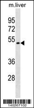 Mouse Tacstd2 Antibody (C-term)