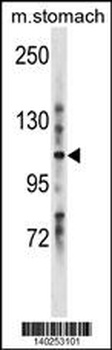 LRIG1 Antibody (C-term)