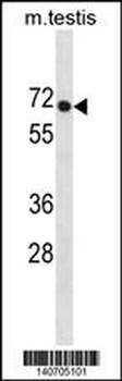 PLD3 Antibody(N-term)