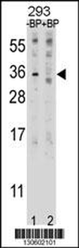 EBI3 Antibody (C-term)