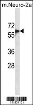 SMAD6 Antibody (C-term)