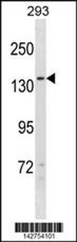 NPC1L1 Antibody (N-term)
