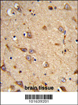 EphA7 Antibody (N-term)