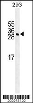 YEATS4 Antibody