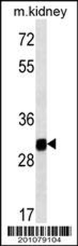 GNPDA1 Antibody