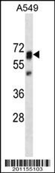PTPN11 Antibody