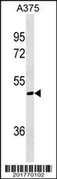 AKT1S1 Antibody