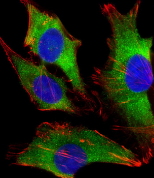 FLNA Antibody [Knockout Validated]