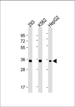LIN28B Antibody [Knockout Validated]