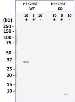 LIN28B Antibody [Knockout Validated]