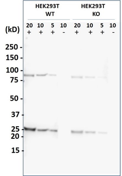 YWHAG Antibody (N-term) [Knockout Validated]