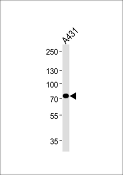 HADHA Antibody (C-term) [Knockout Validated]