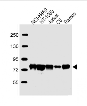 GARS Antibody (C-term)