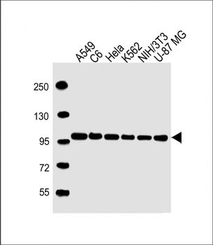 VCP Antibody