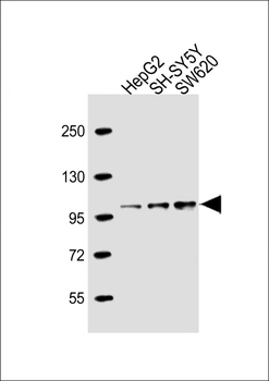 PROX-1-S514 Antibody