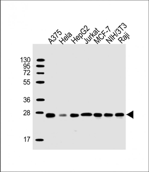 PSMB7 Antibody (Center)