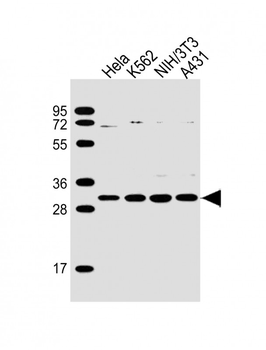 CDK5 Antibody