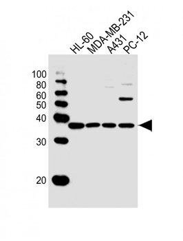 STX4 Antibody (Center)