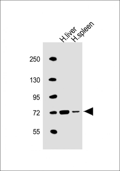 SLC5A4 Antibody (C-term)