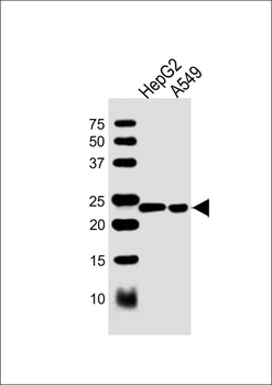 MBL2 Antibody (C-term)