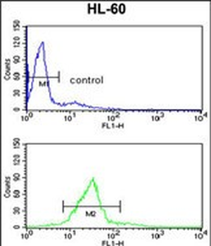CBFB Antibody (Center)
