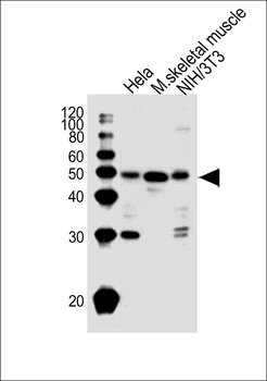 Mouse Actl6a Antibody (C-term)