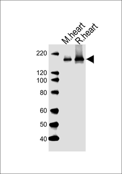 MYBPC3 Antibody (N-term)