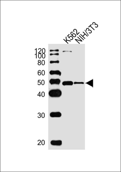 ACTL6A Antibody (Center)