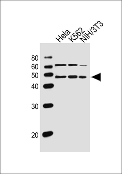 Mouse Actl6a Antibody (C-term)