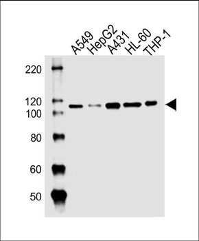 CARD6 Antibody (Center)