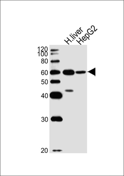 ALDH4A1 Antibody (C-term)